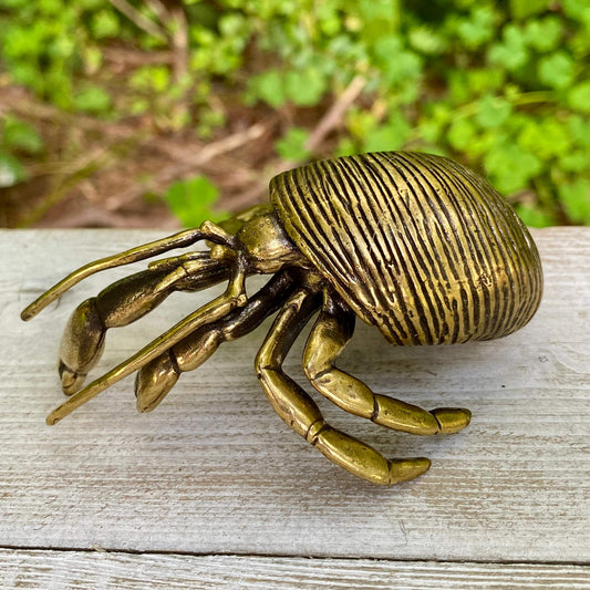 Hermit Crab